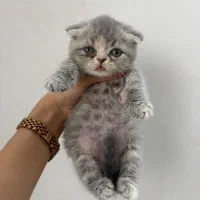 بچه اسکاتیش خرسی دست و پا کوتاه