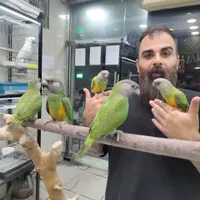بورس شاه طوطی سنگال ملنگو زرد لوری دستی سخنگو|پرنده|تهران, نارمک جنوبی|دیوار