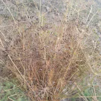 زیره