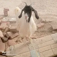 بز از بیرجند آوردم