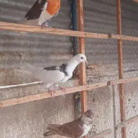 کفتر گرفتنی