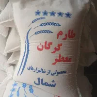 برنج طارم گرگان