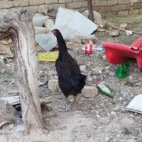 مرغ لاری اصیل افغان..