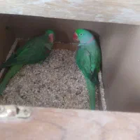 شاه طوطی مولد