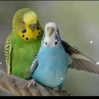 مرغ عشق فروشی