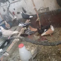 کبوتر تعدادی پروندنی خوشگل دونی ۱۰۰ همه باهم