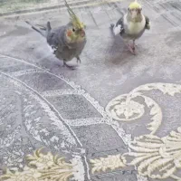 ۲عددعروس سالم وسرحال