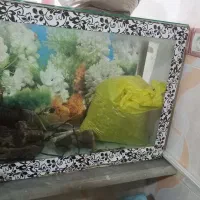 اکواریوم به همراه لوازم