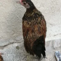 جوجه خروس 3 ماهه