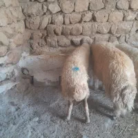 یک عدد گوسفند داشتی ابستن