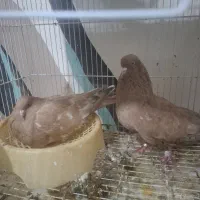 کبوتر کله ای جفت طلای