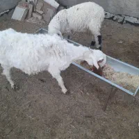 میش ارک جوان با بره نر
