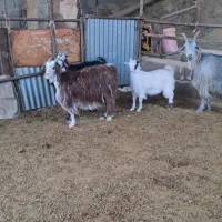 بز کهره دار