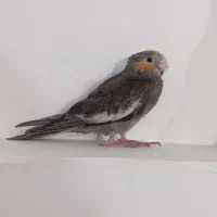 جوجه عروس هلندی 45روزه
