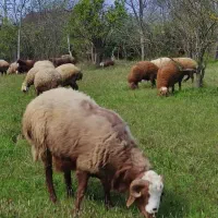 قوچ دورگ محلی ۱۵ ماهه نژاد چندقلوزا،شهسوار