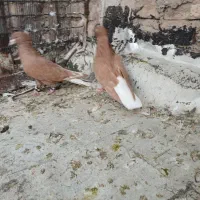 نرماده زرد دمسفید