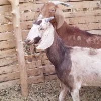 بز قیمت مناسب