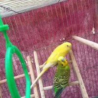 مرغ عشق مولد نر و ماده نژاد اکتوپی اصل