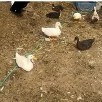 اردک و بوقلمون