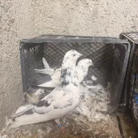 کفتر پرشی درجه یک