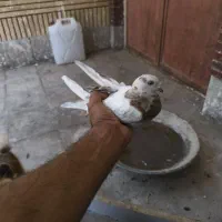 یک جفت کبوتر سور.