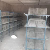قفس بلدرچین بادون خوری اماده