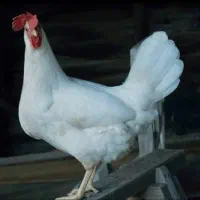 مرغ تخم گذار