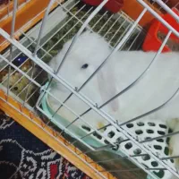 خرگوش مینی لوپ