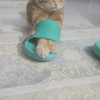 واگذاری  دوتا گربه خانگی بدون هزینه