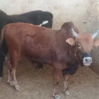 گوساله نر گیلک
