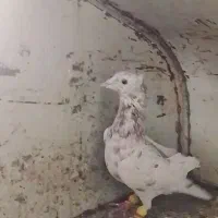 هفرنگ کاکلی نر