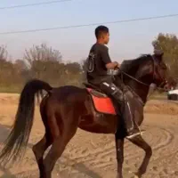 اسب نریان ۶دانگ