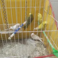 مرغ عشق جوان.