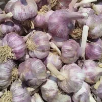 سیر قرمزگوگلن درجه۱ با جعبه وگونی