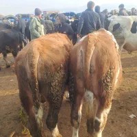 به.یک خانواده کار در گاو داری نیازمندیم