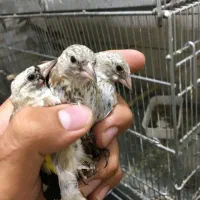 جوجه سهره