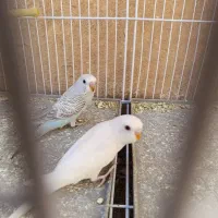 تعدادی جوجه مرغ عشق سفید و زرد و آبی و...