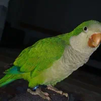گمشده طوطی راهب