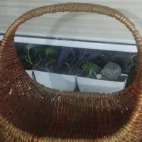 سبد