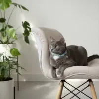گربه راشن بلو