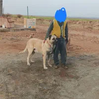 سگ سرابی