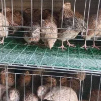 بلدرچین|لوازم جانبی حیوانات|نیشابور, دربقاضی|دیوار