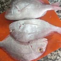 ماهی فروشی مسعودبندربوشهر