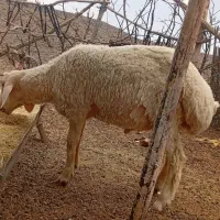 بره شیرازی اصل
