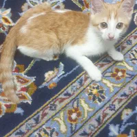 واگذاری گربه