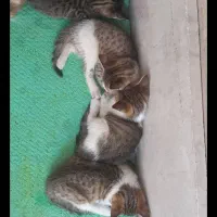 واگذاری