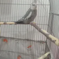 عروس هلندی وایت فیس نر بالغ .