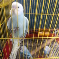 فروش جوجه مرغ عشق