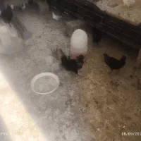 کبوتر و مرغ و خروس