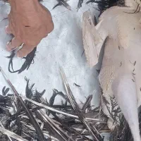 بوقلمون کشتار روز